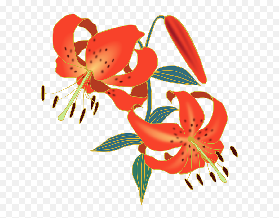 100 Free Tiger Lily U0026 Images - Pixabay Lily Illustration Png,Lily Transparent Background