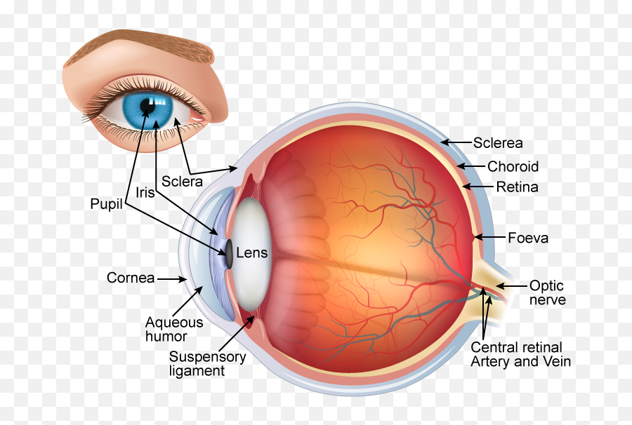 Human Eye Png - Well Labelled Diagram Of Human Eye,Human Eye Png