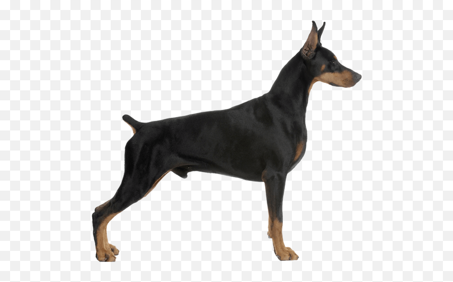 Doberman Pinscher - Doberman Pinscher Png,Doberman Png