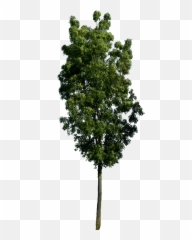 Árboles Png Arboles