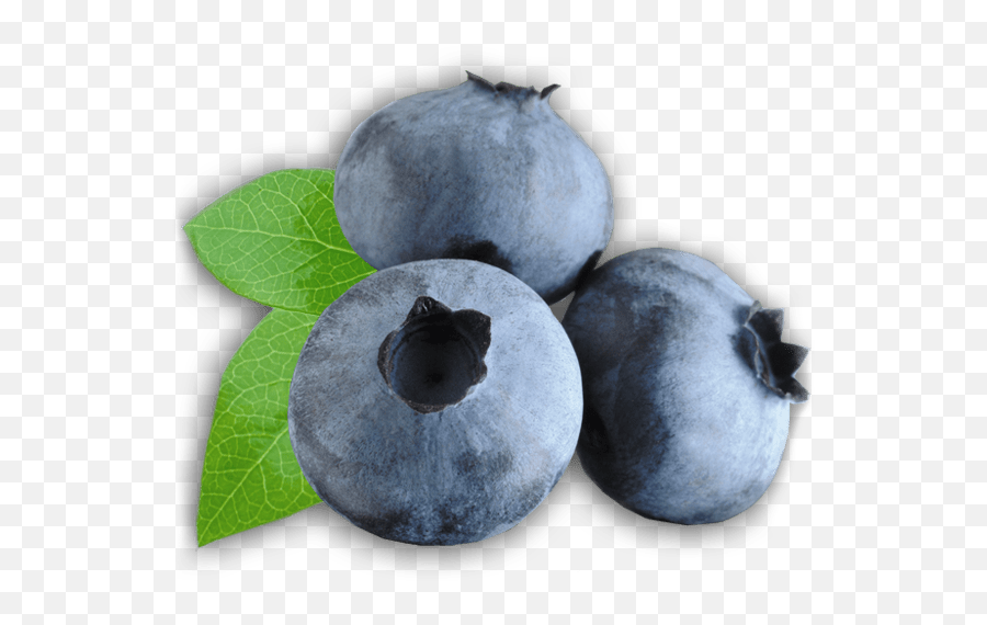 Zoom - Stickpng Clipart Png Blueberry,Blueberry Transparent Background