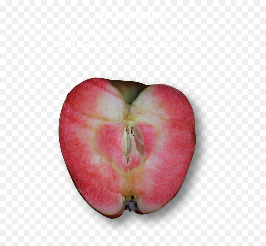Rose - French Red Flesh Apples Png,Angry Orchard Logo