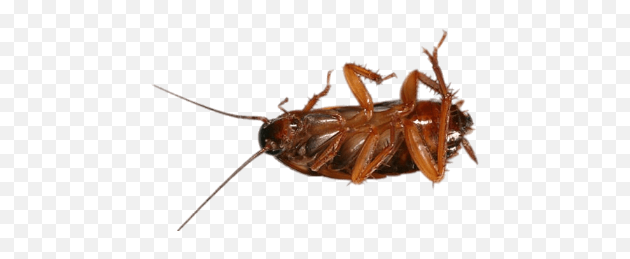 Cockroach - Stickpng Asian Cockroach,Cockroach Png