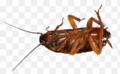 Cockroach - Stickpng Asian Cockroach,Cockroach Png