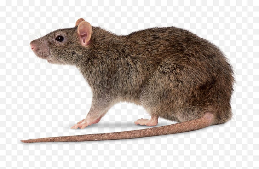 Rat Control Catchers Swatpest - Rattus Norvegicus Png,Rat Transparent Background