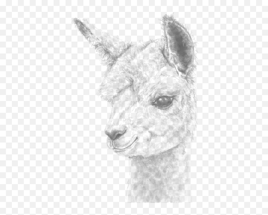 Llamas Png - Personalized Fine Art Llamas U0026 Alpaca Portraits Art Charcoal,Alpaca Png