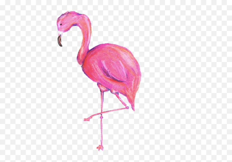 Tags - Png Flamenco,Flamingo Png