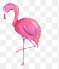 Tags - Png Flamenco,Flamingo Png