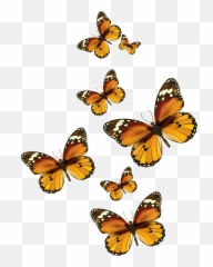 Download Butterflies Vector Png Clipart - Transparent Background