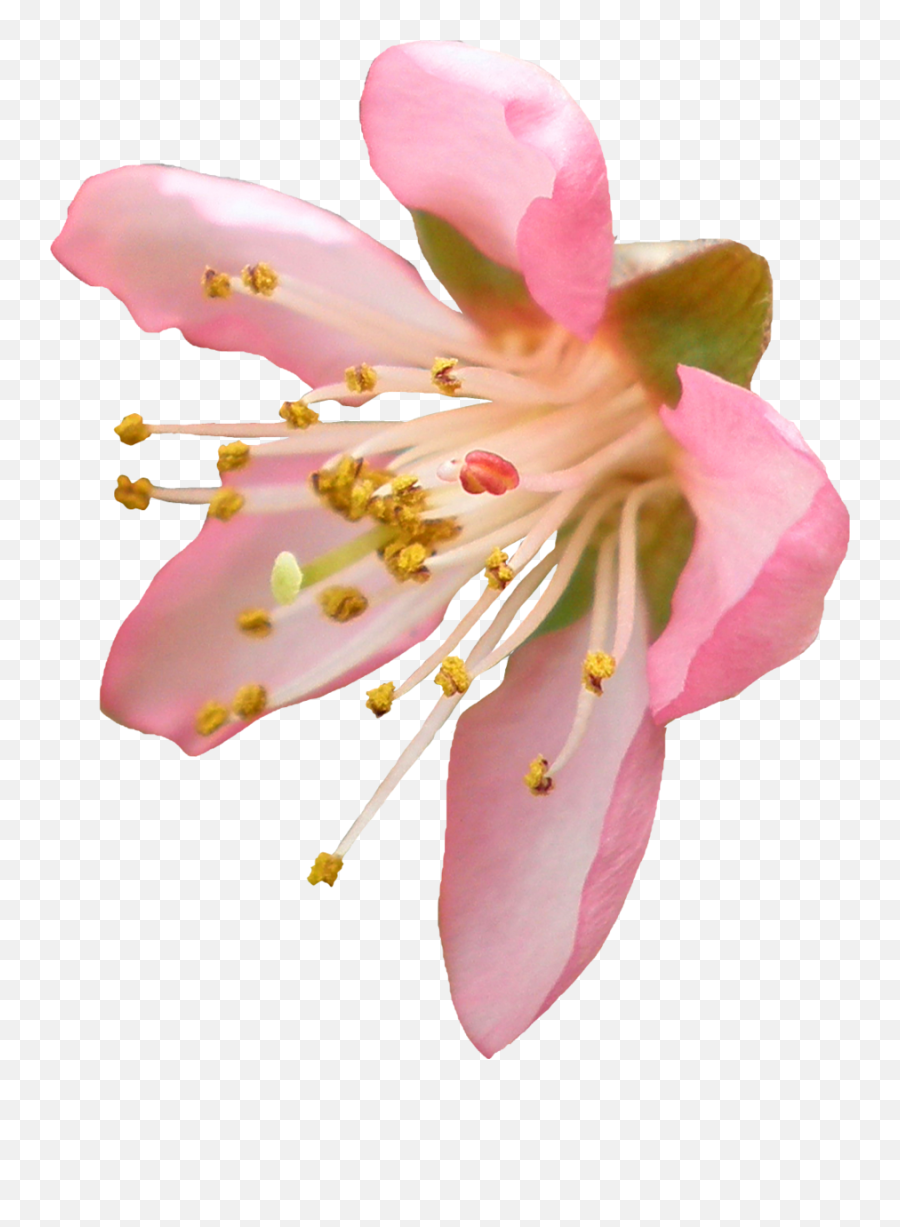 Peach Blossom Png Image - Flower Png Cherry Blossom Transparent Background,Peach Transparent Background
