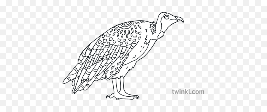 Vulture Bird Mindfulness Animal Eyfs Ks1 Illustration - Twinkl Toadstool Black And White Png,Vulture Transparent