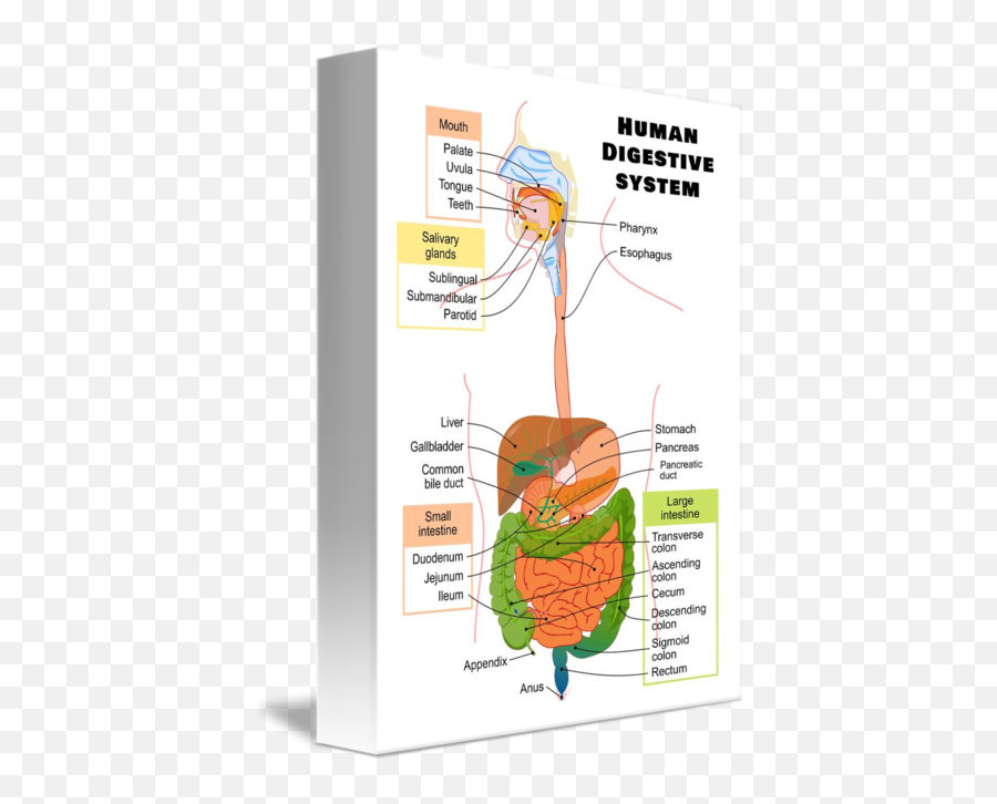Diagram Of The Human Digestive System By Janice M - Metabolism Of Food In The Body Png,Digestive System Png