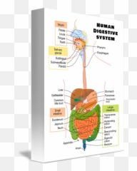 Diagram Of The Human Digestive System By Janice M - Metabolism Of Food In The Body Png,Digestive System Png