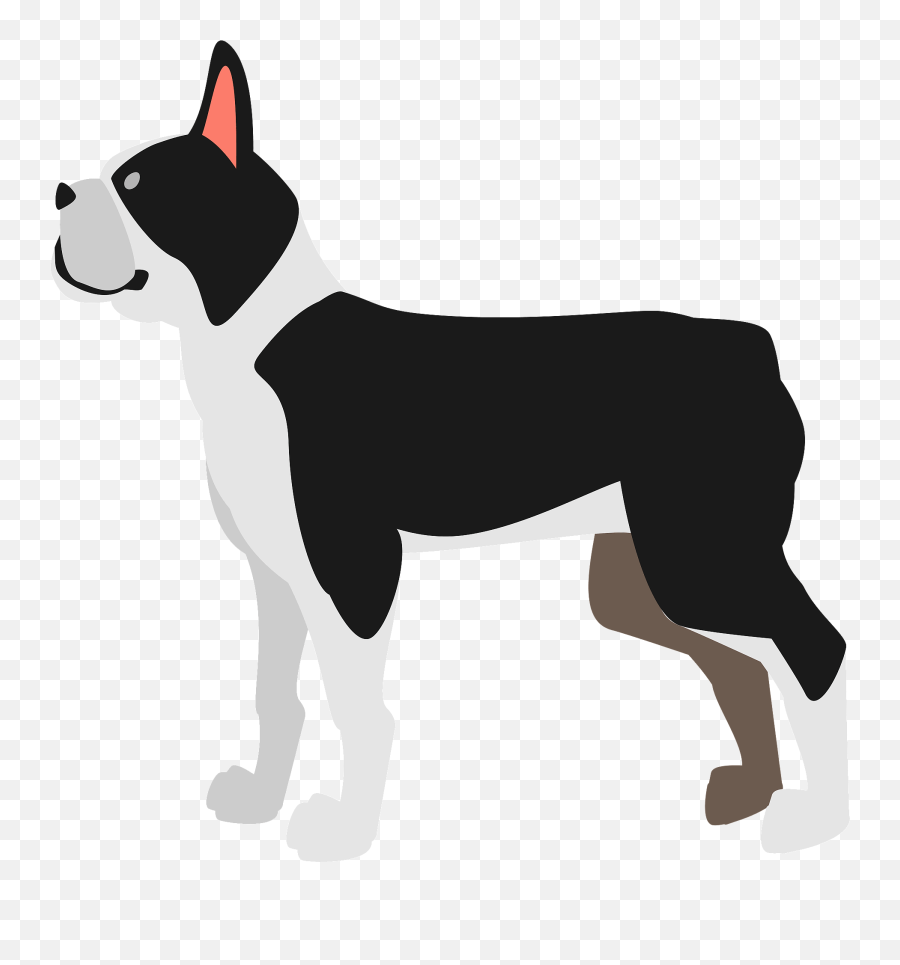 Boston Terrier Dog Clipart Free Download Transparent Png - Boston Terrier,Boston Terrier Png