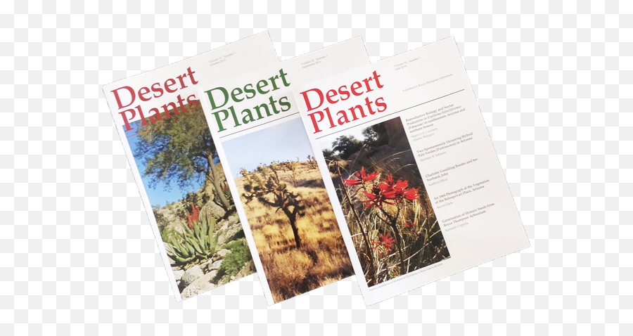 Desert Plants - Horizontal Png,Desert Plant Png