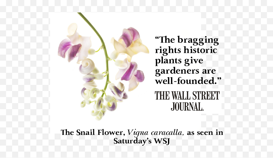 Grow - Wall Street Journal Png,Lavendar Bush Icon
