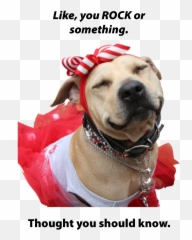 Ipc Merchandise - Fun Stuff St Francis Dog Collar Tag Portable Network Graphics Png,Funny Dog Png