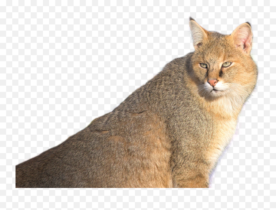 Jungle Cat Png Image Cats Animals - Jungle Cat White Background,Search Magnifying Glass Icon Fortnite