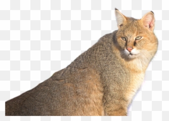 Jungle Cat Png Image Cats Animals - White Background