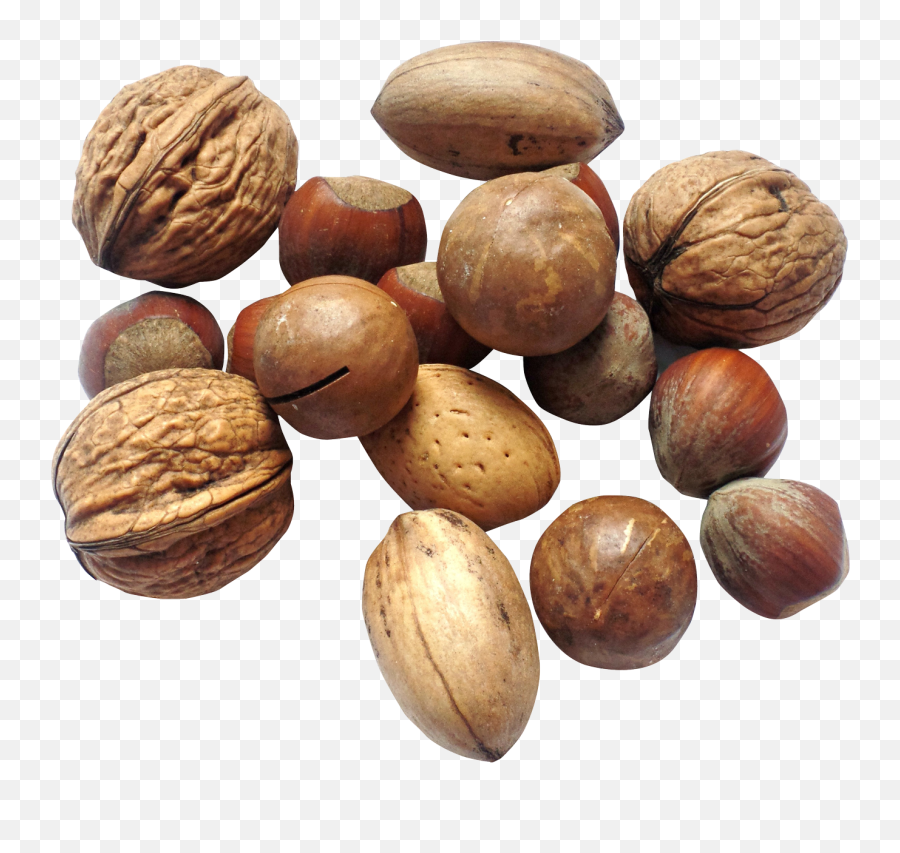 Nut Png Image For Free Download - Transparent Nut Png,Walnut Transparent