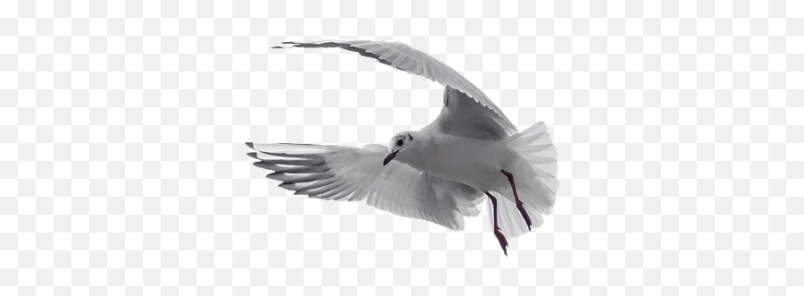 Free Photo Dove Symbol Peace Nature White Pigeon Bird - Max Frases Para Perfil Sozinha Png,Dove Icon