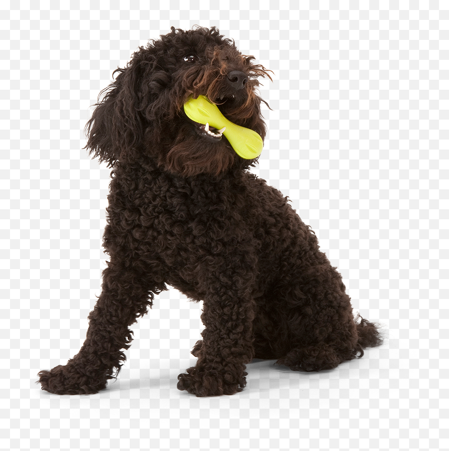 Hurley Dog Bone - West Paw Png,Dog Toy Icon