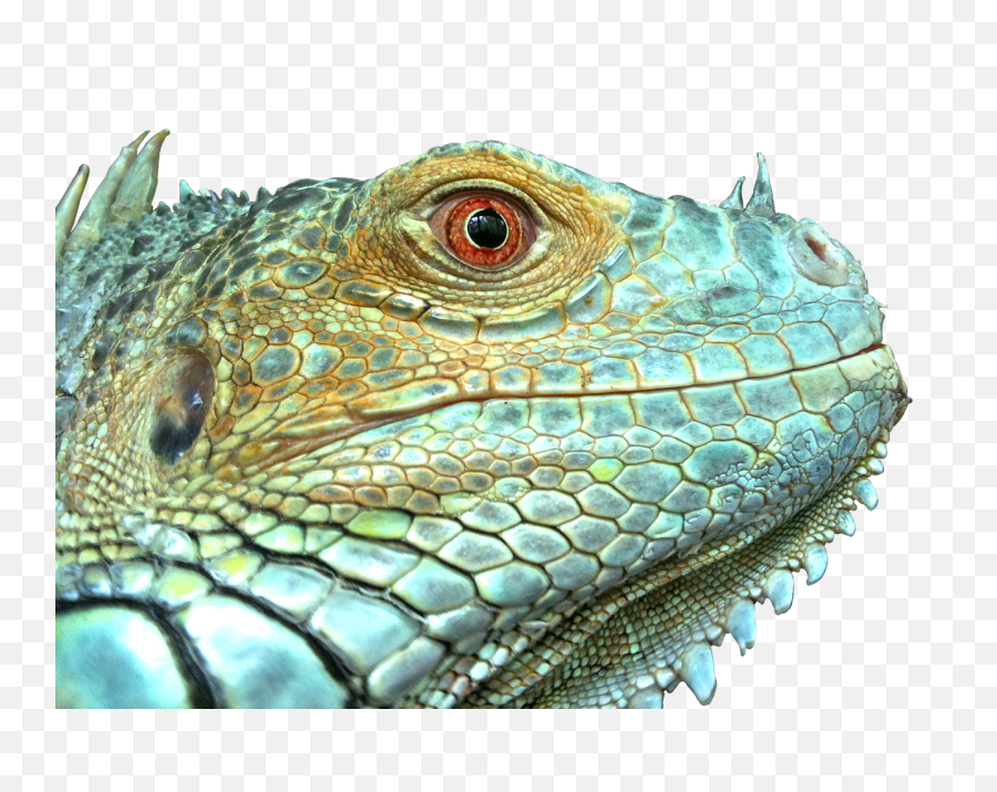 Download - Lizard Face Png,Iguana Png