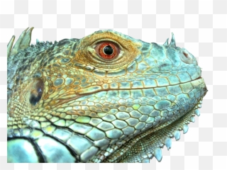 Download - Lizard Face Png,Iguana Png