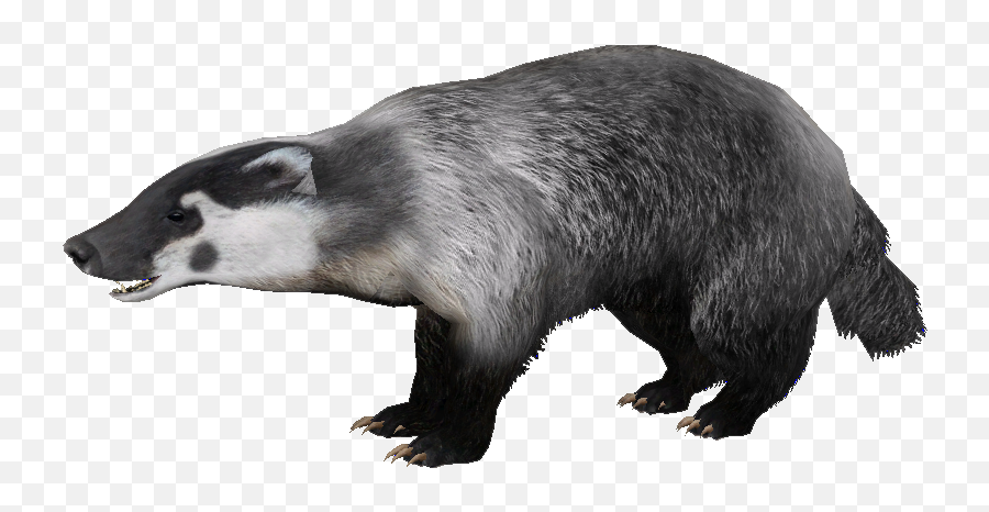 Badger Png - Badger Png,Badger Png