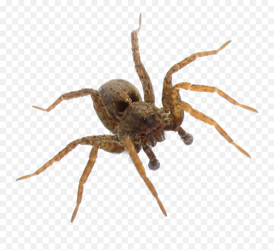 Spider Png Transparent Image