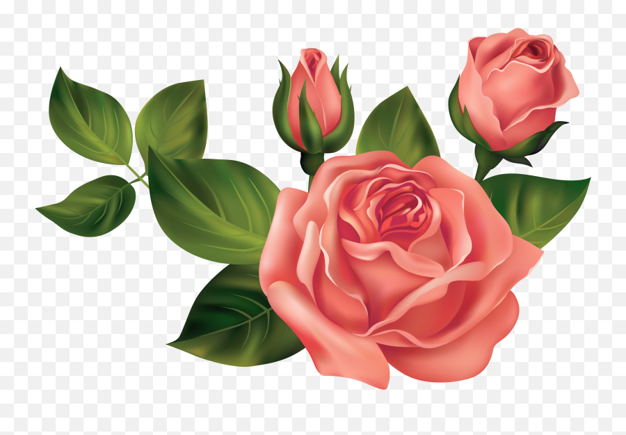 Rose Clipart Transparent Png