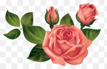 Rose Clipart Transparent Png