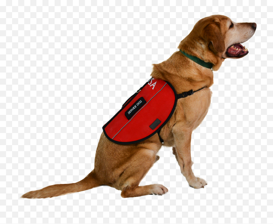 Dog Harness Leash Emotional Support - Service Dog Png,Dog Transparent Background