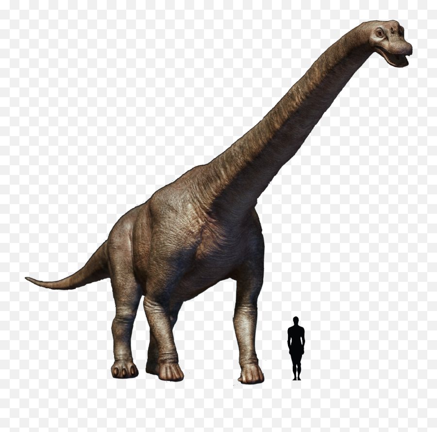 Brachiosaurus Transparent Png - Brachiosaurus Png,Brachiosaurus Png