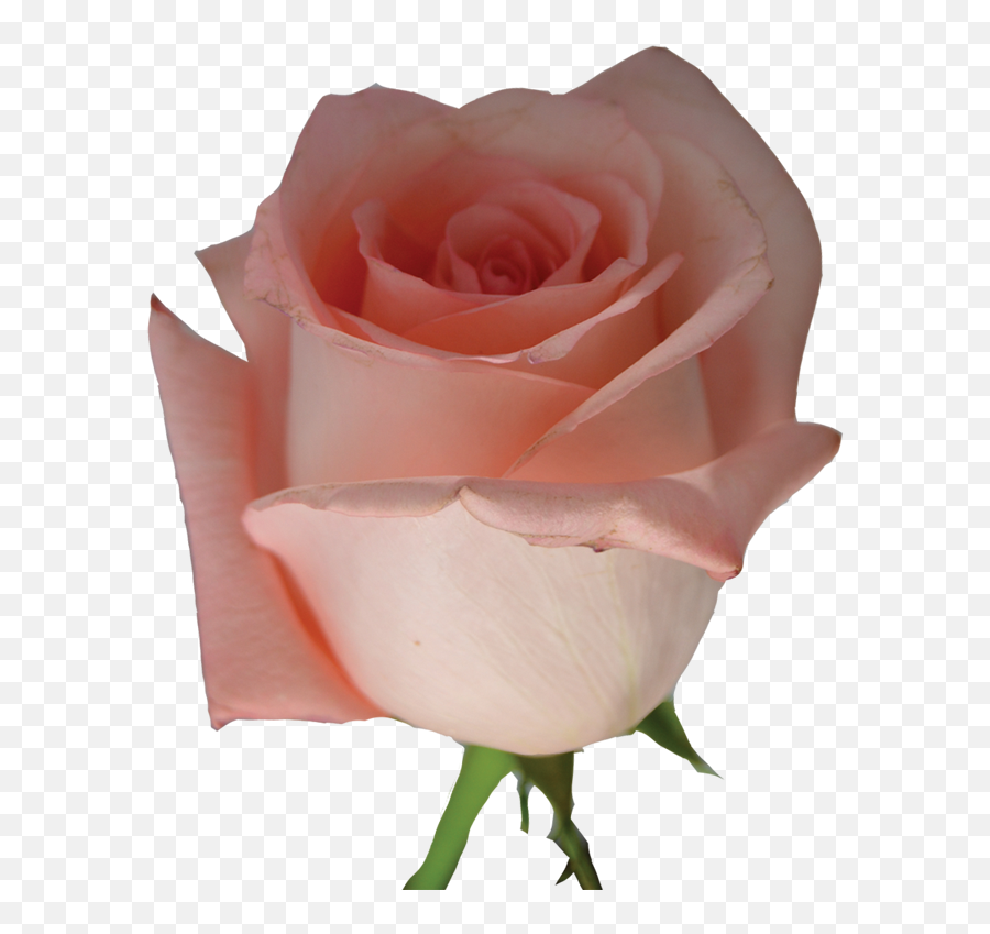 Light Pink Roses - Garden Roses Png,Pink Roses Png