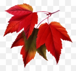 Download Fall Pictures For Email Signatures Hd Png - Autumn Leaves Cross Stitch Pattern