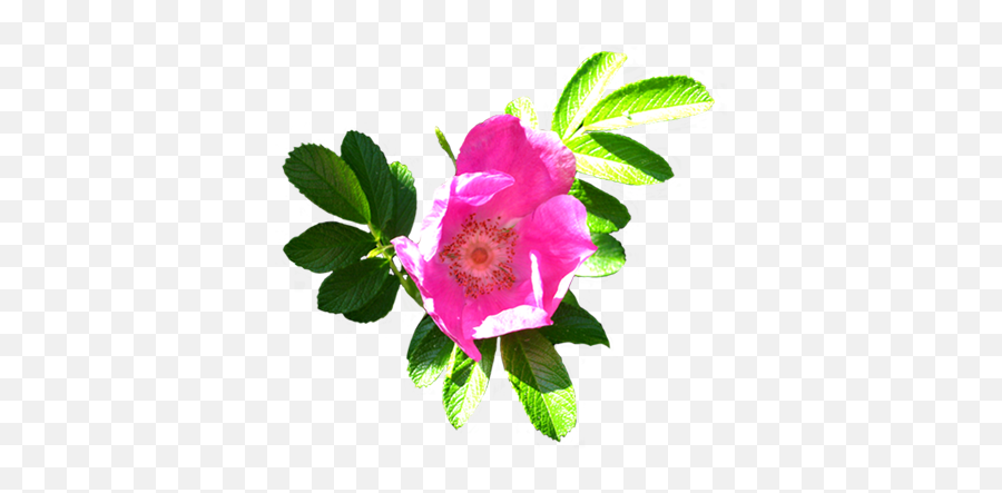 Flower Image Gallery - Useful Floral Clip Art Flower Clip Art Png,Flowers Clip Art Png