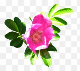 Flower Image Gallery - Useful Floral Clip Art png