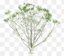 Download Cutout Plant Shrub Shrubs Perspective Arch - Plants Photoshop png