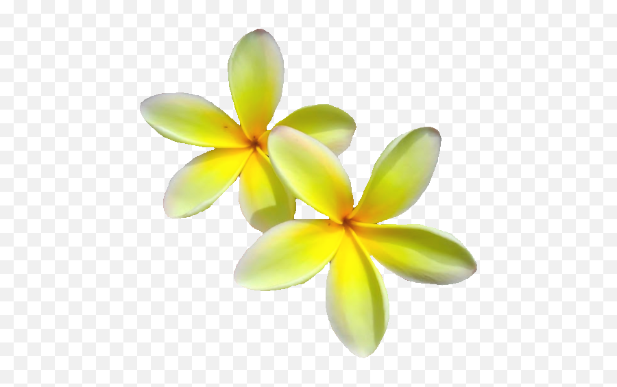 Free Hawaiian Plumeria Flower Photo Isolated Download - Frangipani Png,Plumeria Flower Png