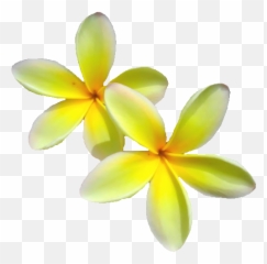 Free Hawaiian Plumeria Flower Photo Isolated Download - Frangipani Png,Plumeria Flower Png