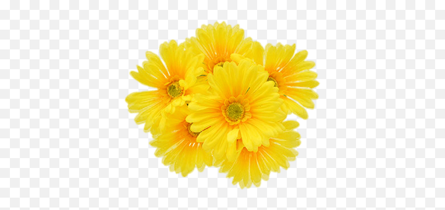 Yellow Gerberas Transparent Png - Stickpng Transparent Yellow Flower Png,Marigold Png