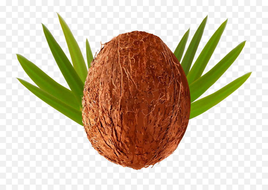 Coconut Transparent Png - Coconut Cartoon Transparent Background,Coconut Transparent Background