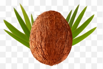 Coconut Transparent Png - Cartoon Background