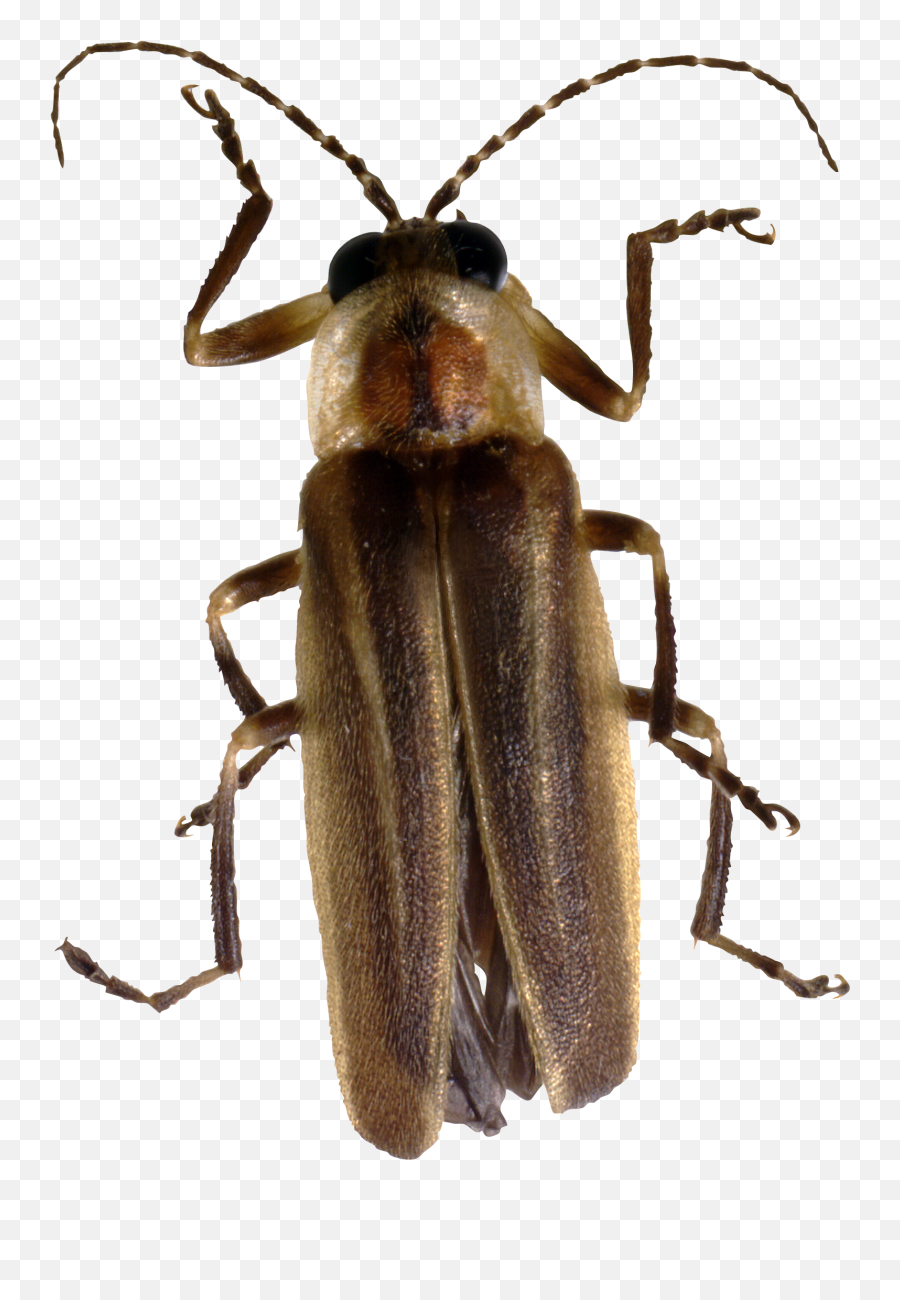 Download Bug Png Image For Free Transparent