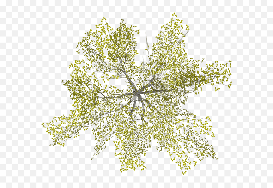 Transparent Site Plan Tree Png - Tree Top View Png Drawing,Watercolor Tree Png