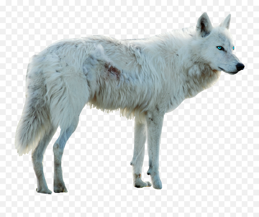 white werewolf with blue eyes