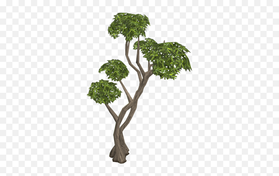 Eucalyptus Tree - Eucalyptus Tree Png,Eucalyptus Png