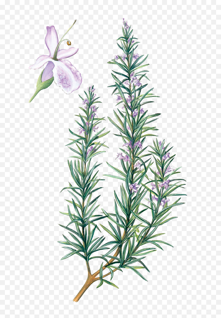 Rosemary Water - Rosemary Flower Drawing Png,Rosemary Png