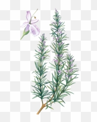 Rosemary Water - Rosemary Flower Drawing Png,Rosemary Png